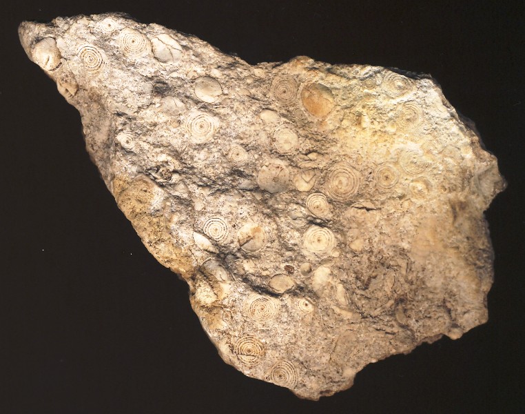 Richiesta identificazione fossile...